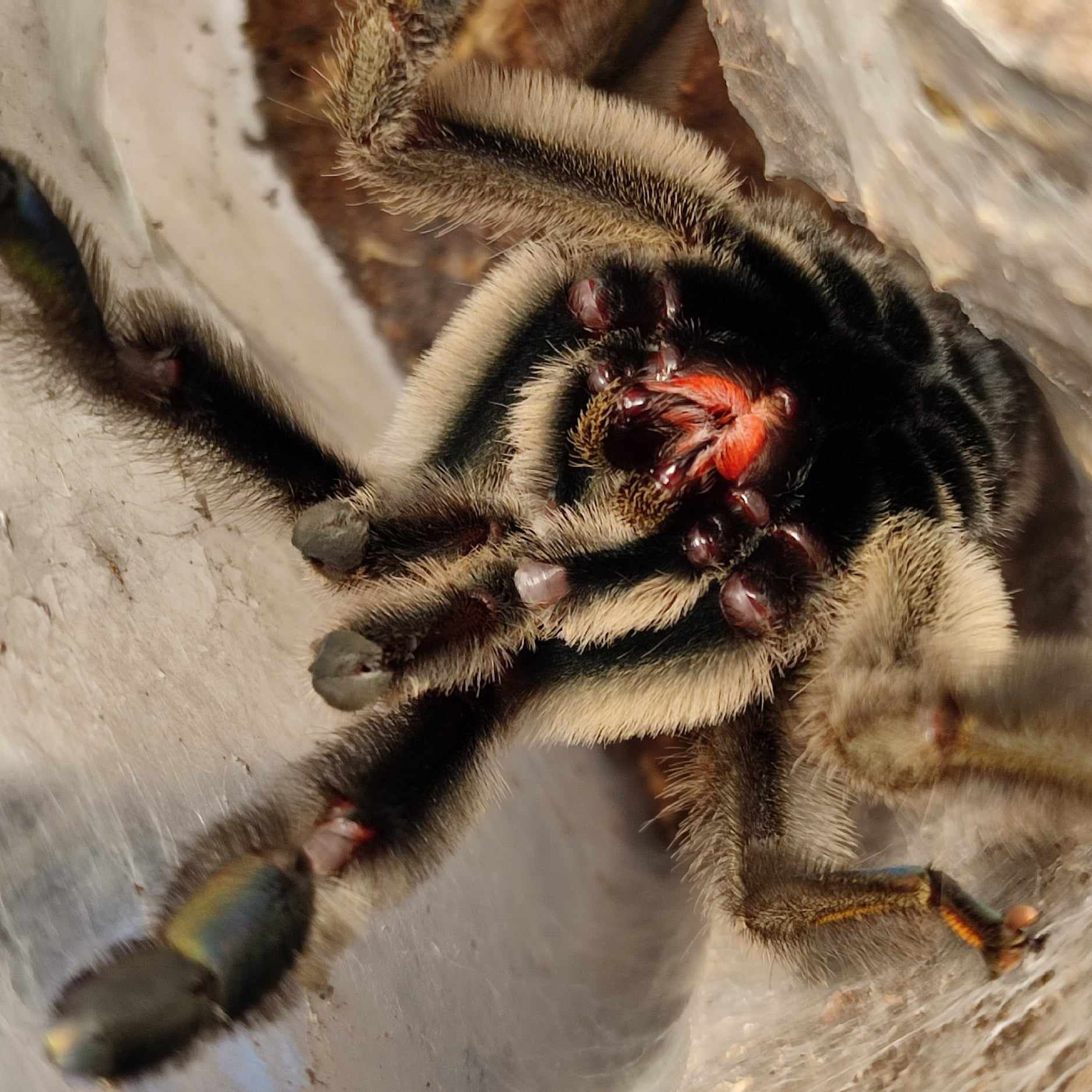 2x adult samiec psalmopoeus cambridgei pająk ptasznik