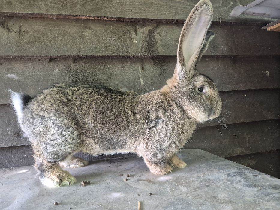 Sprzedam piekne samiczki srokacza