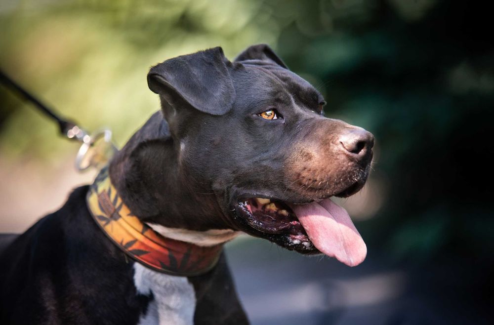 RAMEN - wspaniały pitbull/amstaff szuka swojego człowieka!