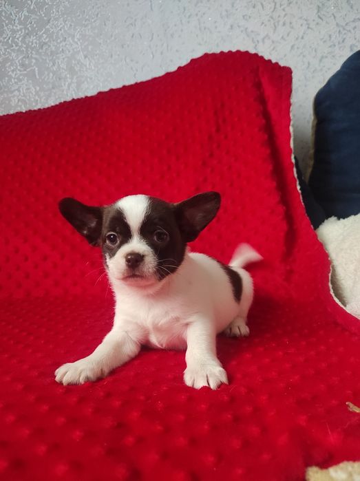 ЧУДО малыш чихуахуа!!!