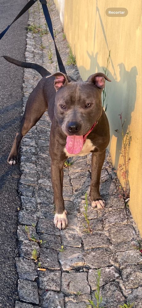 Doação de um pit bull de um ano e seis meses.