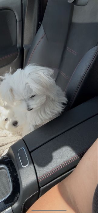 Malutki chlopczyk z rodowodem FCI