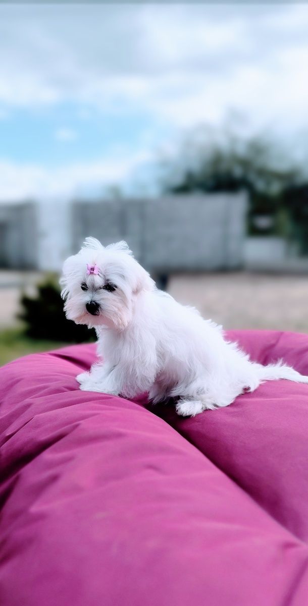 Белая девочка Morkie