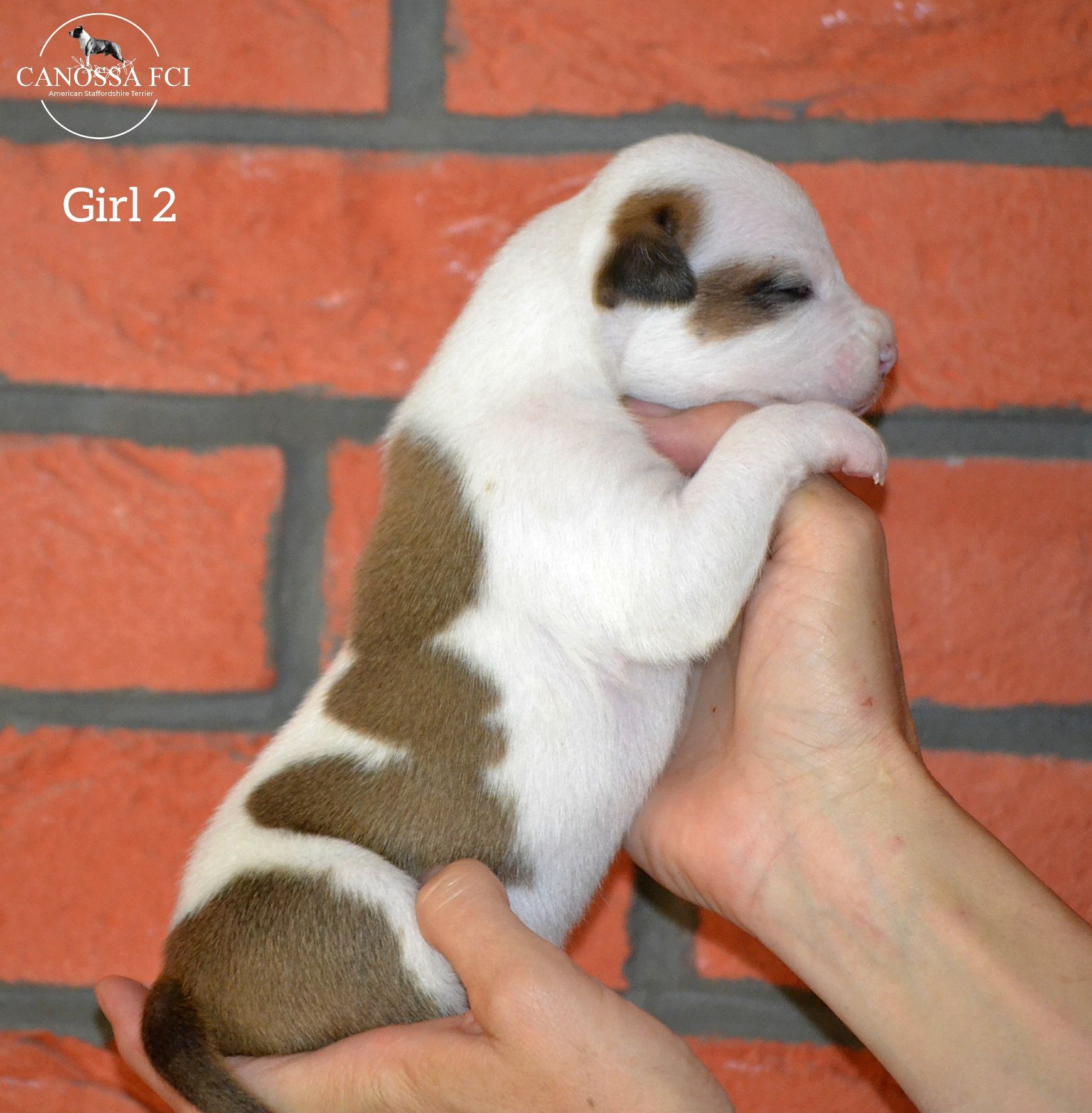 Śliczna łaciata suczka Amstaff FCI / rodzice z kraju z USA