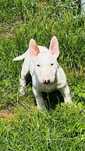 Bulterier Miniaturowy  Miniatur Bullterrier