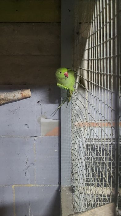 Samica aleksandretty obrożnej