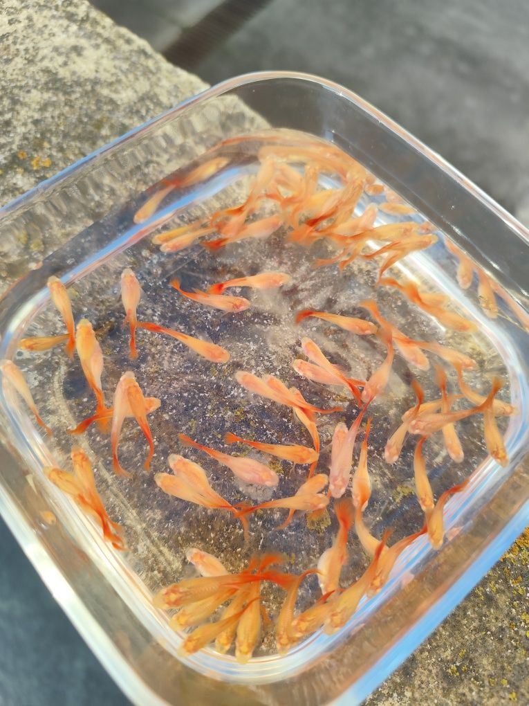 Guppy FullRed Albinos
