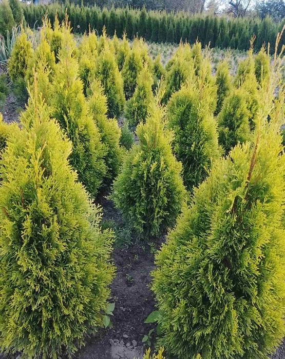 Туї смарагд акція є опт