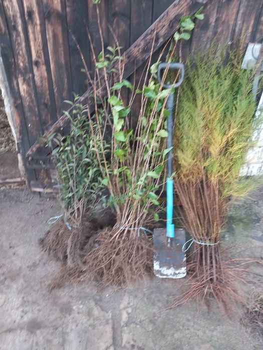 Krzewy ozdobne liściaste żywopłot liguster ,dereń, forsycja ,tawuła