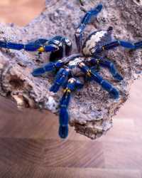 Самка паука птицееда редкая л13 Poecilotheria metallica