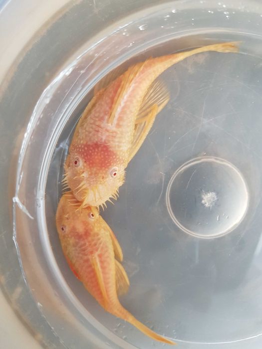 Glonojady młoda para chowana na kranówce