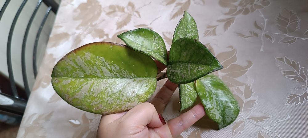 Hoya hoja Carnosa Freckles