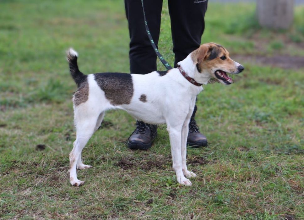 Urocza, młodziutka i wesoła Astra szuka domu!