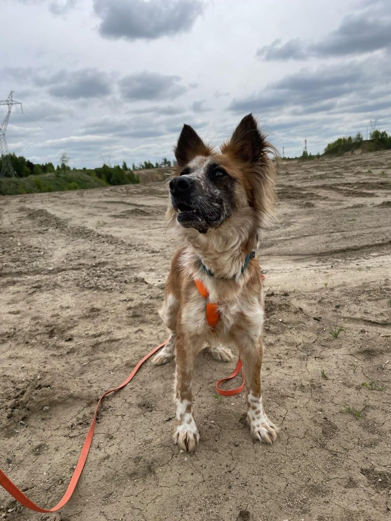 Piękny młody psiak do adopcji