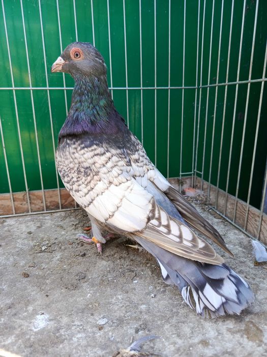 Pocztowe Frill toy stencil pary