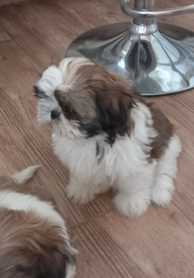 Uroczy,odchowany piesek Shih tzu