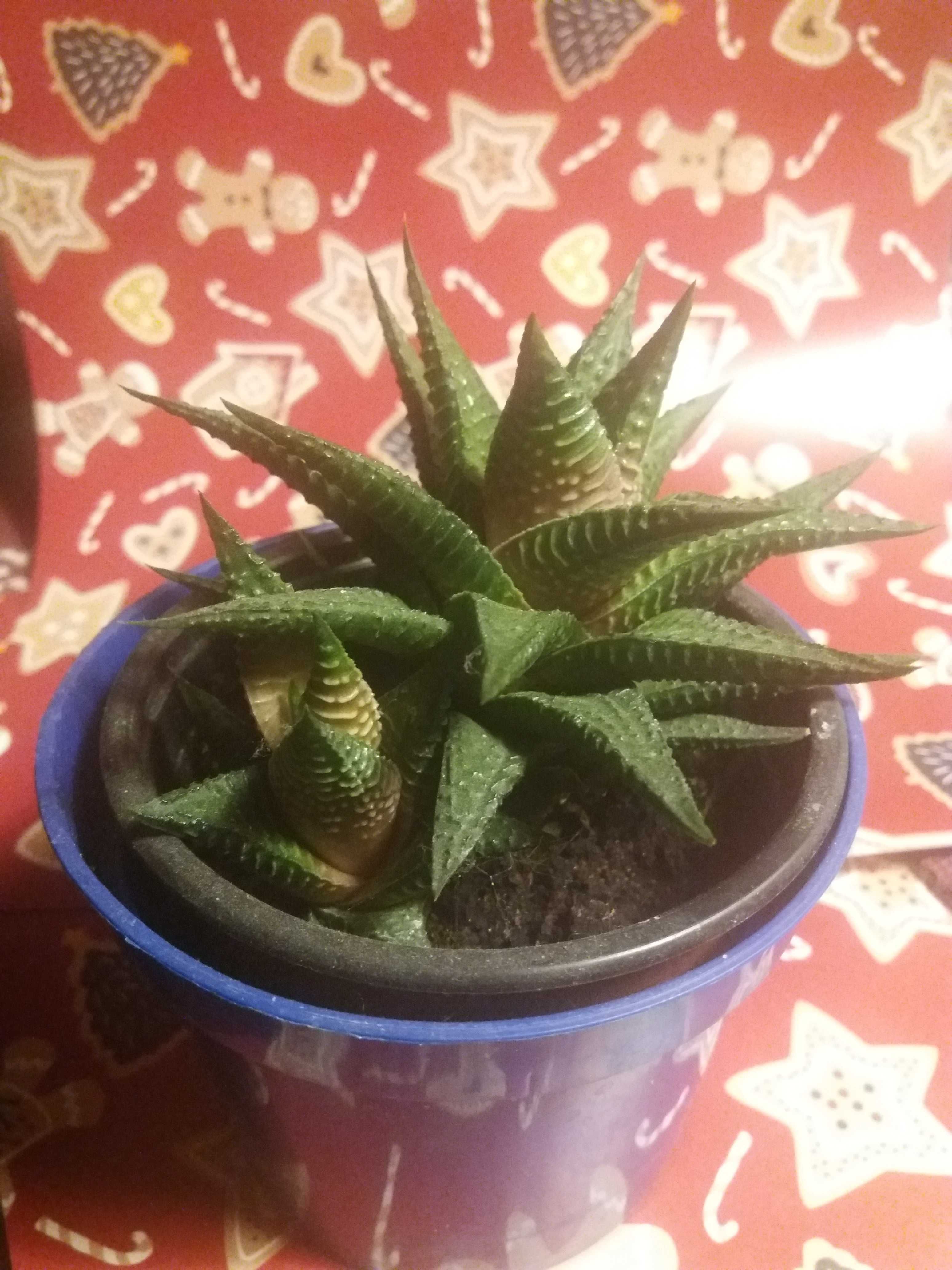 Хавортия лимифолия Haworthia limifolia Суккулент Комнатное растение