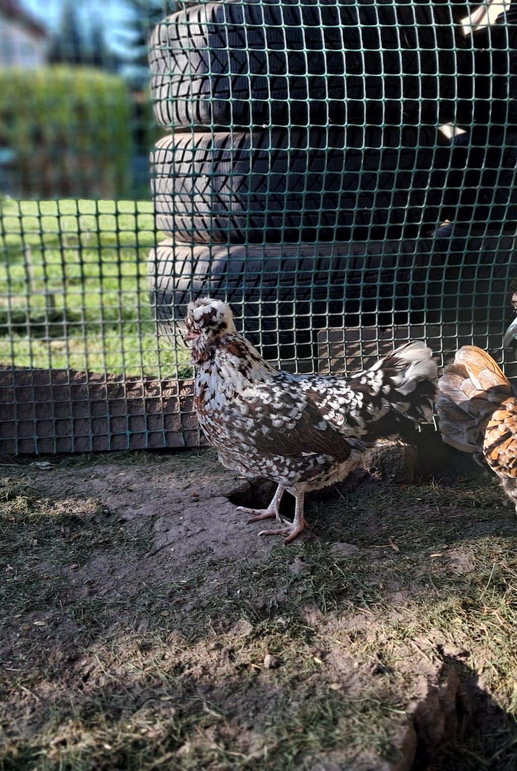 Czubatki jajka lęgowe  kuropatwiane,nakrapiane