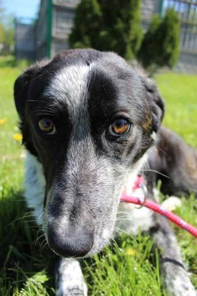 104989 Tigra do adopcji