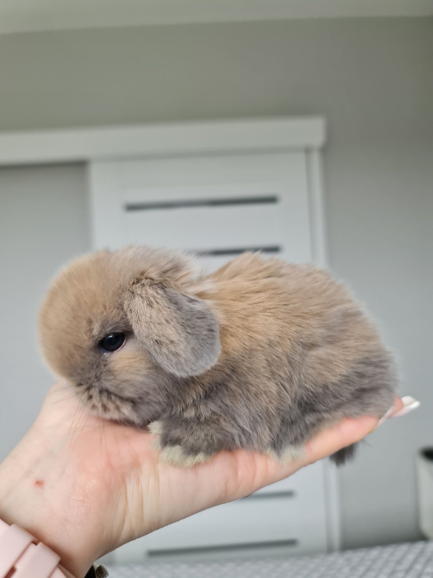 Mini lop królik króliczek baranek miniaturka hodowla badania chip