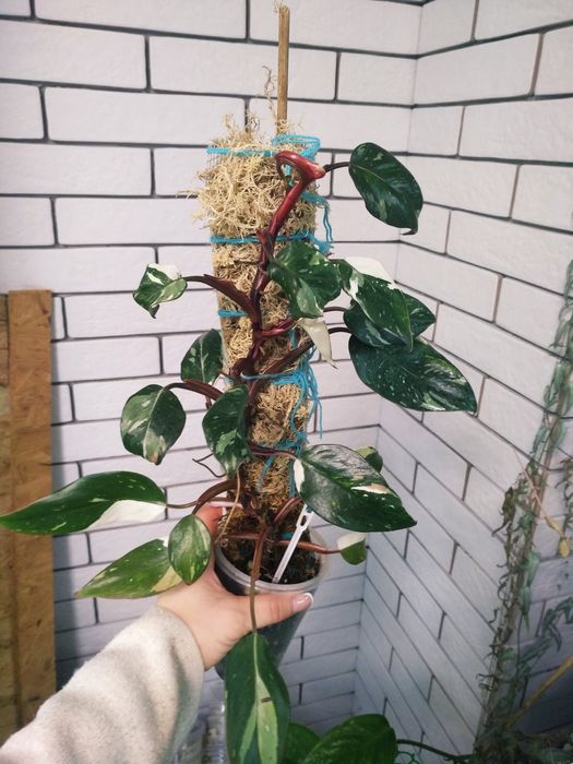 гігантум вар, голд сатін, бразіл,глоріосум, рожева принцеса, ред анде