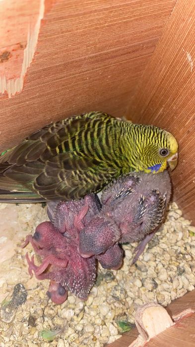 Vendo periquitos reprodutores