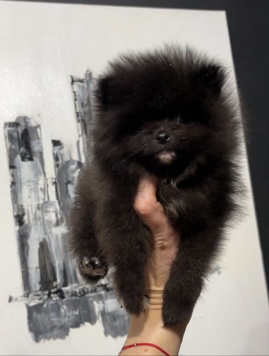 Szpic miniaturowy pomeranian suczka mini do 2 kg
