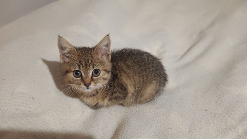 Кошеня (дівчинка)