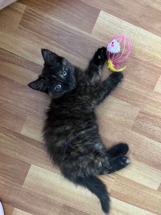 Віддамо кошеня в добрі руки