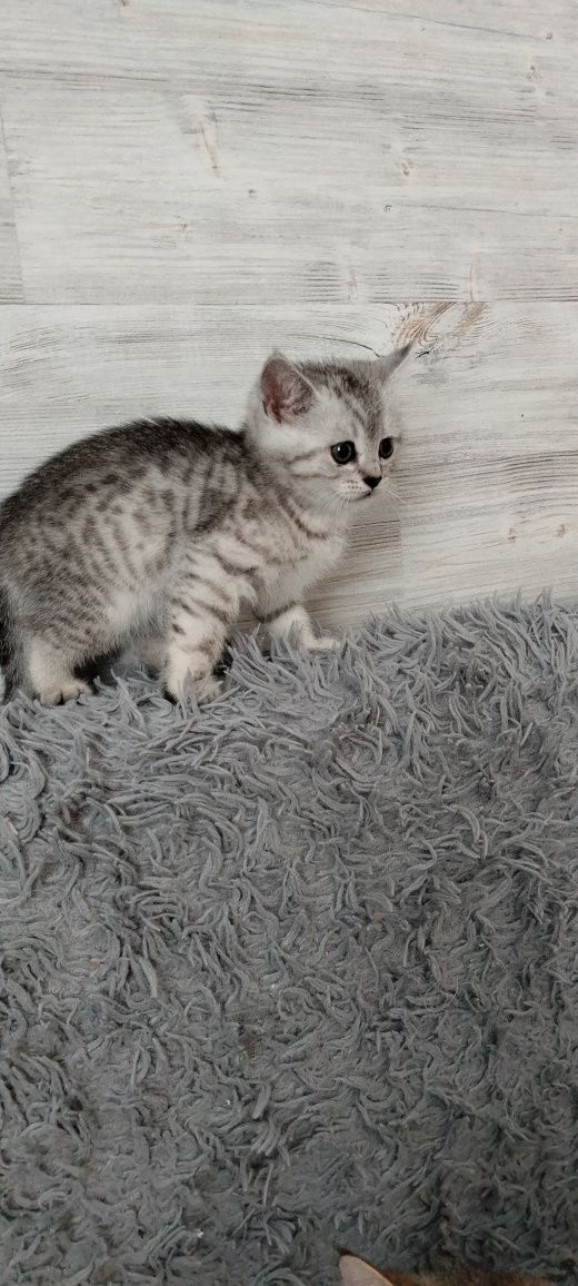 Шотландські кошенята