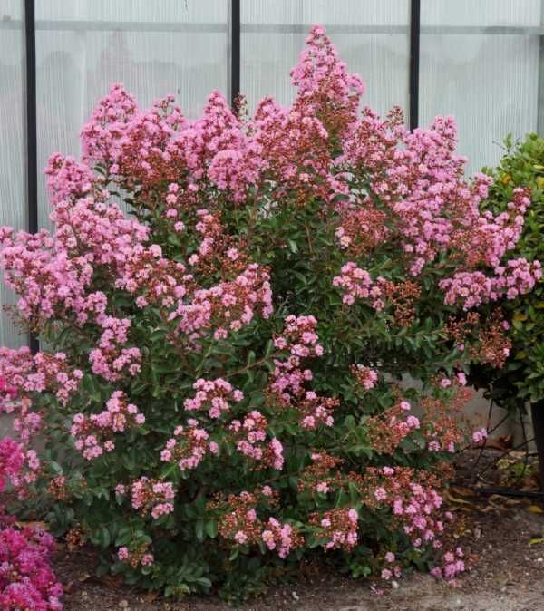 LAGERSTROEMIA EVELINE - sadzonki w doniczkach