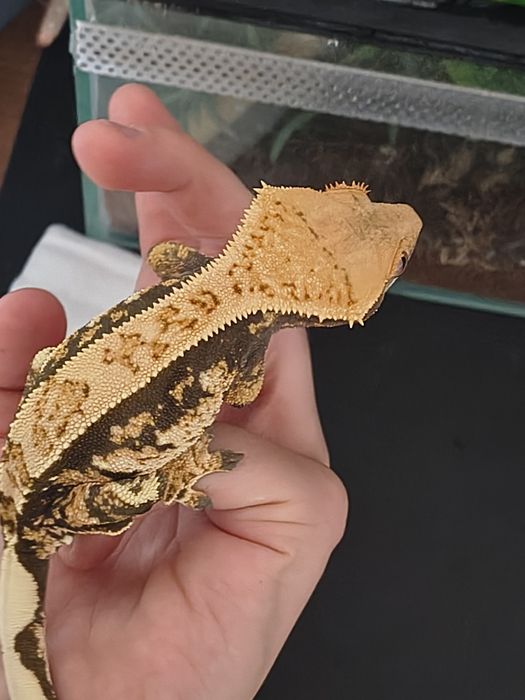 Gekon orzęsiony samica 40g