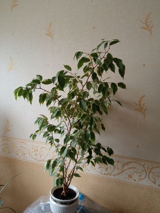 Продам фікус Бенджаміна