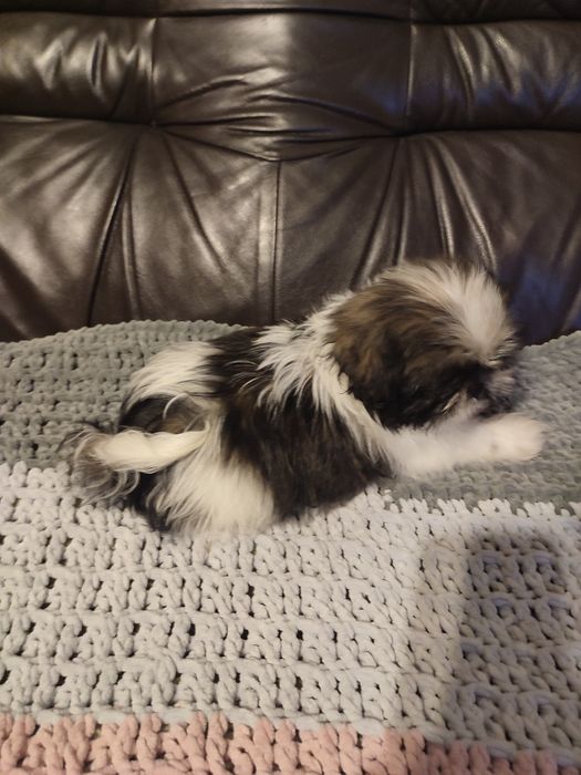 Shihtzu tricolor piesek