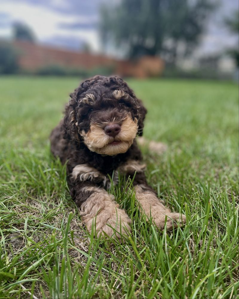 piesek- Apollo Lagotto Romagnolo ZKwP FCI