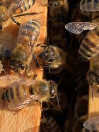 Пчелопакеты (Бджьолопакети) 1000 грн в 2024 році
