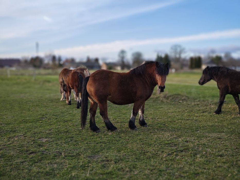 Konie zimnokrwiste sokólskie (programowe)