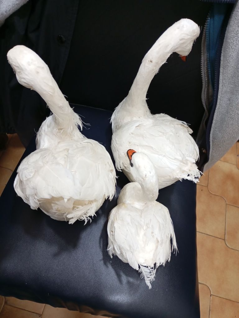 40€ Conjunto de 3 gansos com penas verdadeiras entrego em Rio tinto