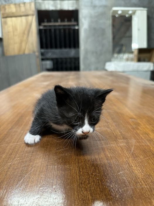 6 Gatinhos para adoçao