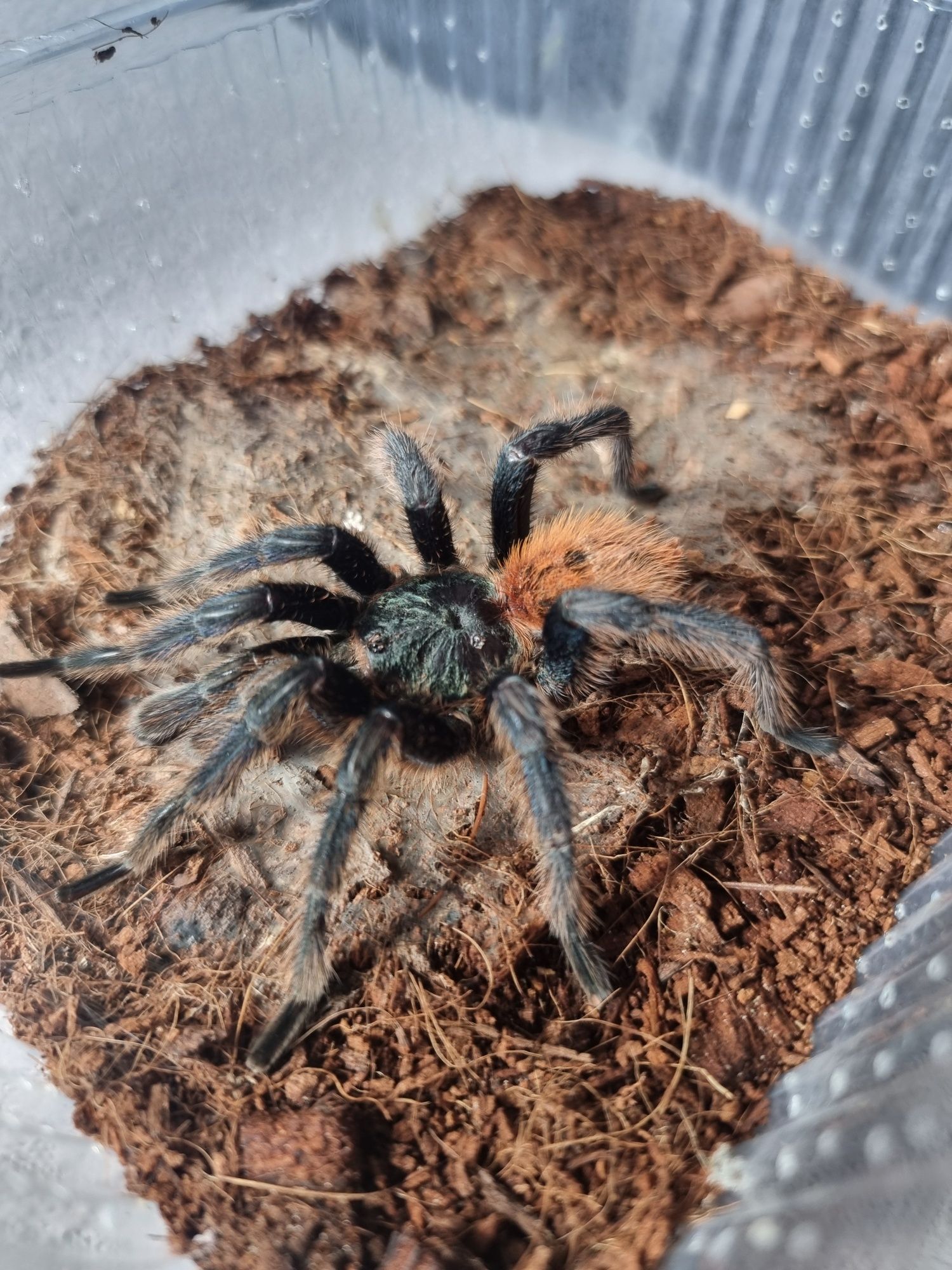 Dorosły samiec chromatopelma cyaneocubescens