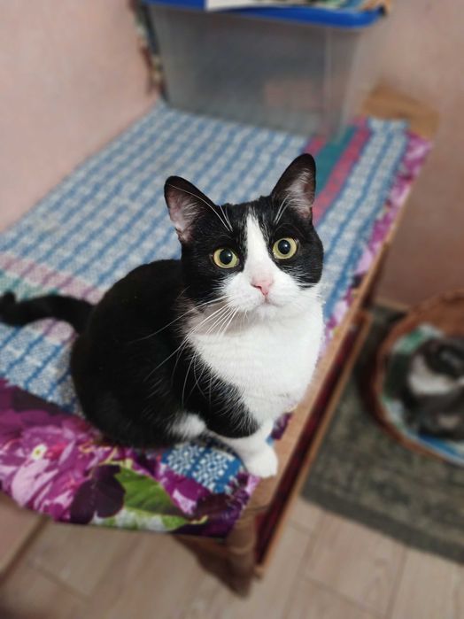 Ласковая черно-белая кошка, 2 года, стерилизована