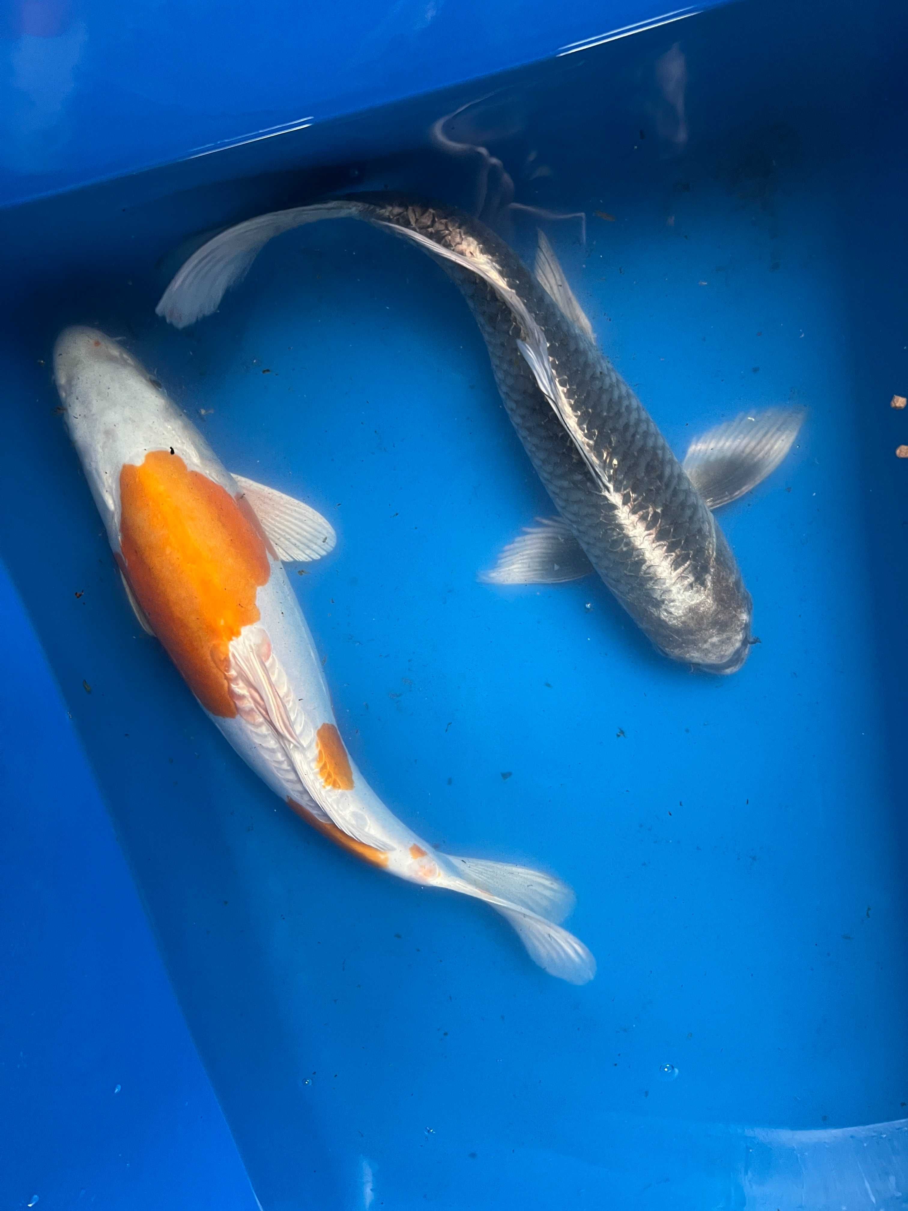 Oryginalne Karpie Koi