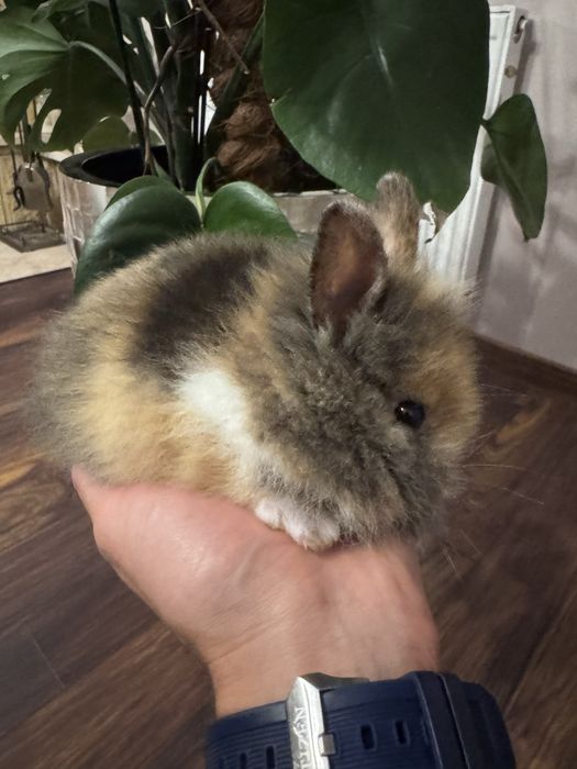 Króliczek Teddy karzełek najmniejszy miniaturka