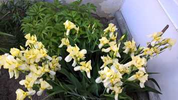 IRYS jasny żółty, kosaciec do ogrodu, ogródka - korzenie do wsadzenia