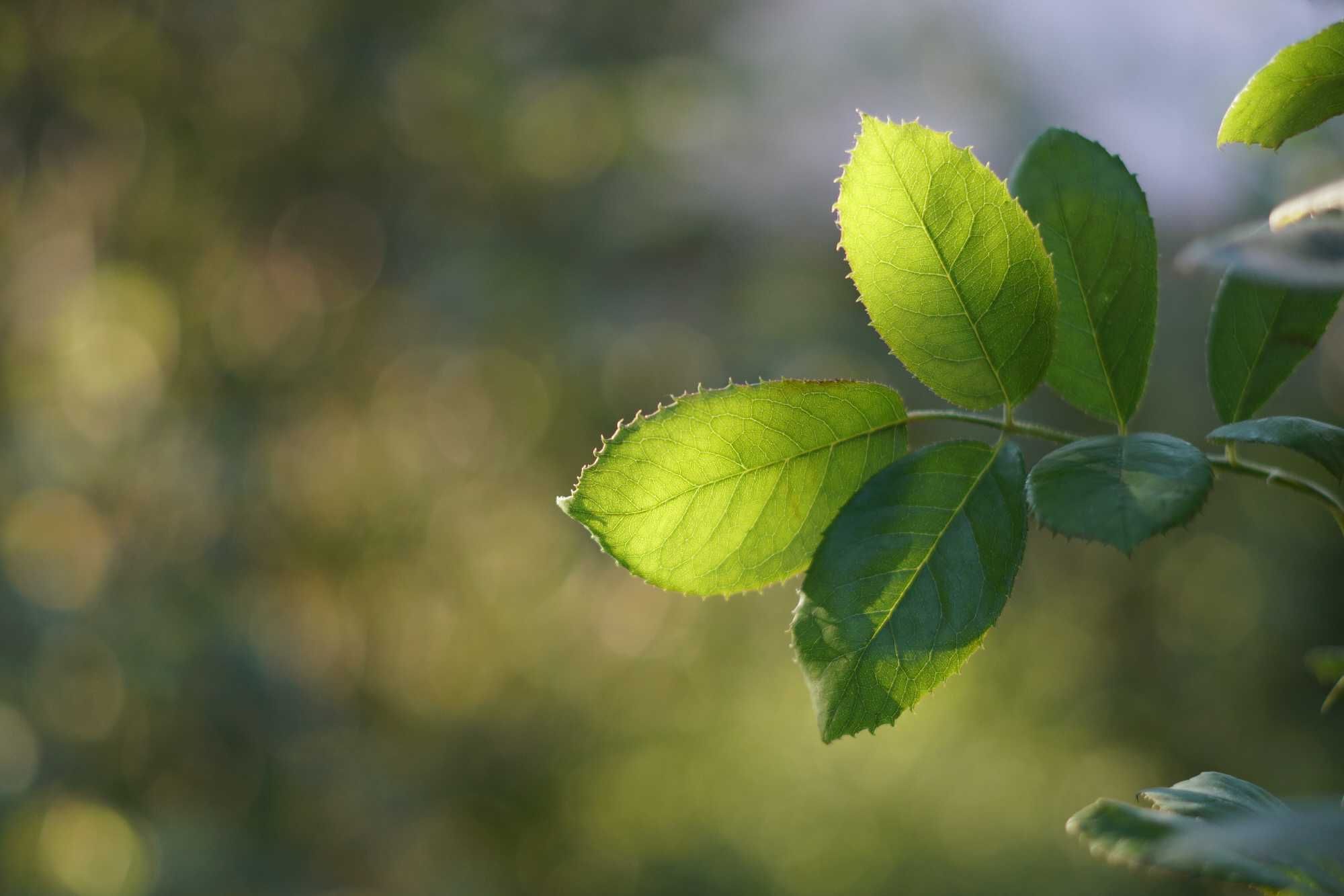 Carl ZEISS Loxia 2.0/50 Sony E