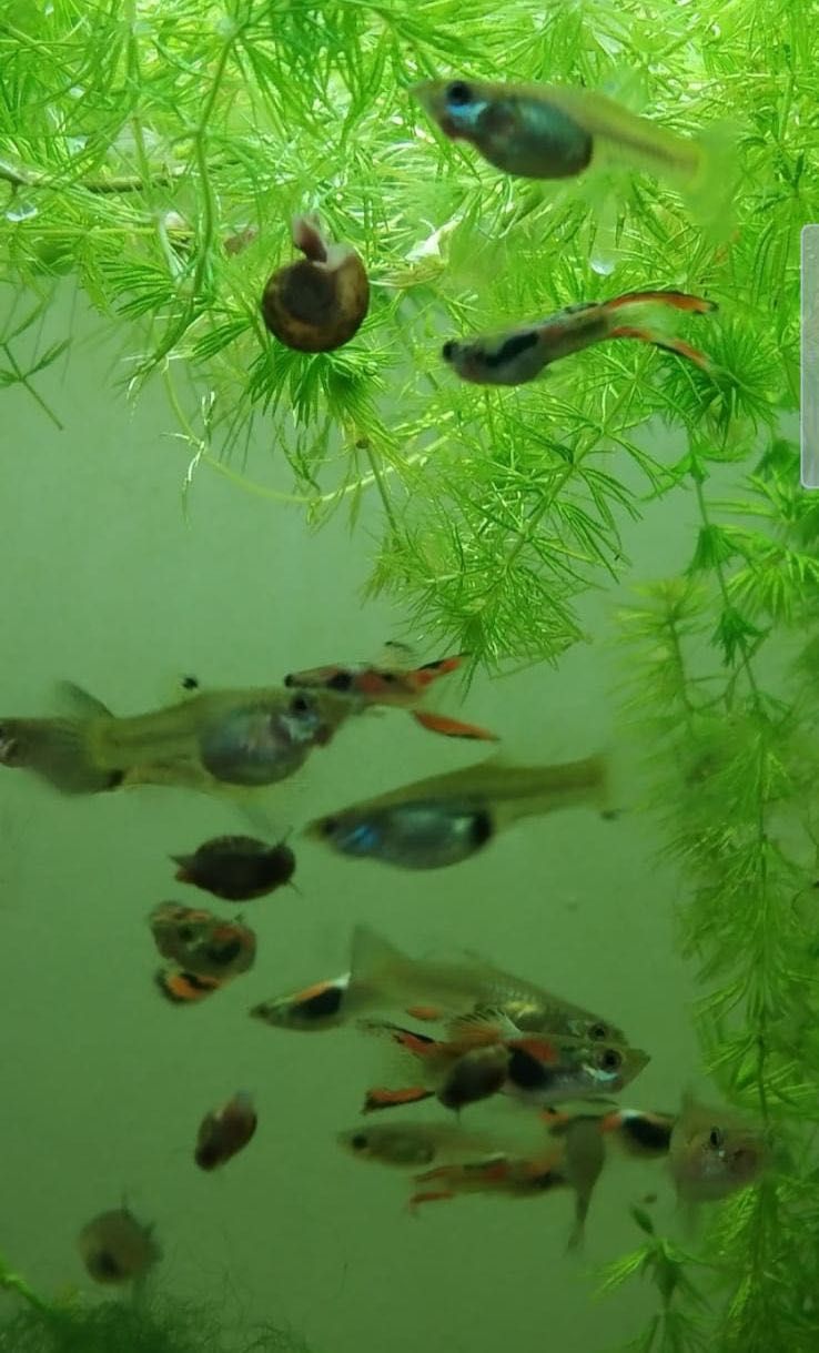 Guppys adultas prenhas
