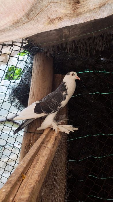 Pombos papo de vento