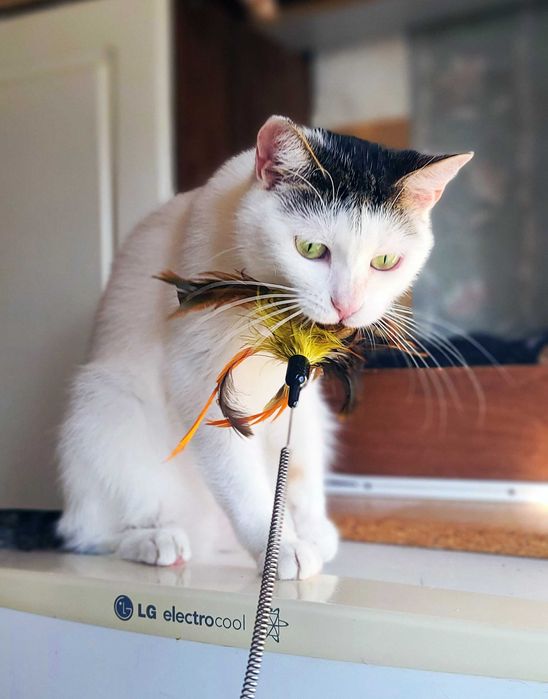 Тутсі, 1рік: ніжна кицюня, що мріє про дім! кішка кошеня кіт кошка