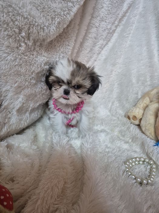 Shih-tzu Fêmea Mini  Criadora Registada PT 3088 FL