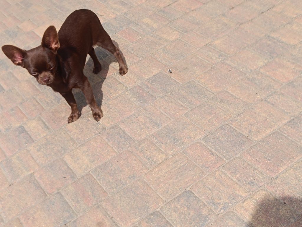 Chihuahua piesek